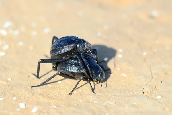 Insekter — Stockfoto