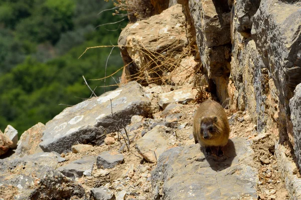 Hírax de roca siria — Foto de Stock