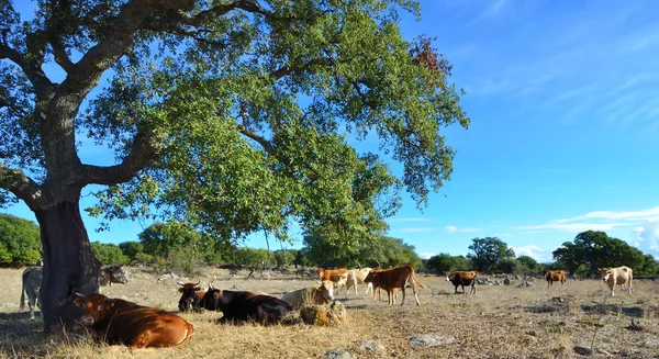 Vacas — Fotografia de Stock