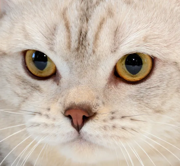 Kot w oczach — Zdjęcie stockowe