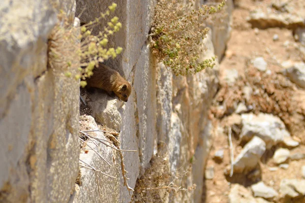 Syrian rock hyrax — Stock Photo, Image