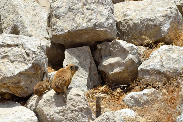 Hyrax rochoso sírio — Fotografia de Stock