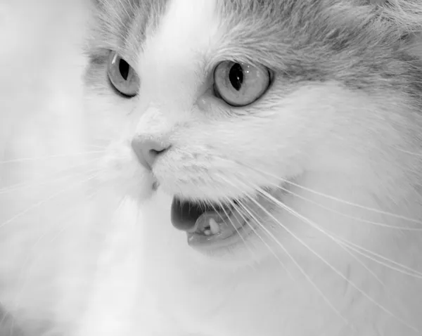 Angry cat — Stock Photo, Image