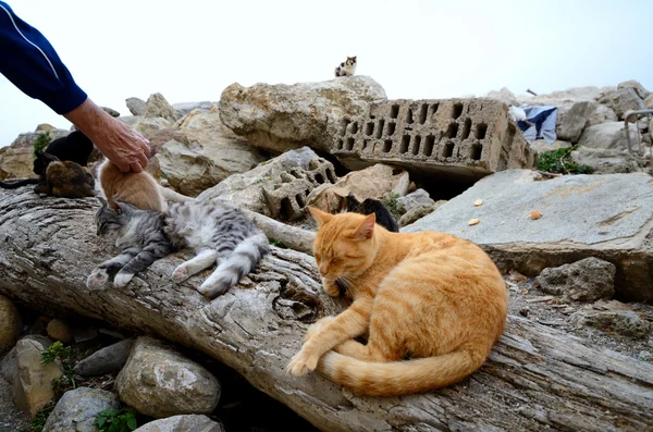 Stray cats — Stock Photo, Image