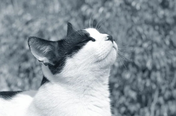 Retrato do gato — Fotografia de Stock