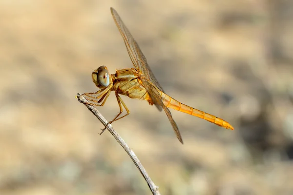 ดอกไม้สําหรับ DRAGONFLY — ภาพถ่ายสต็อก