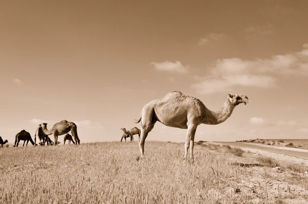 Kamelen in het veld — Stockfoto