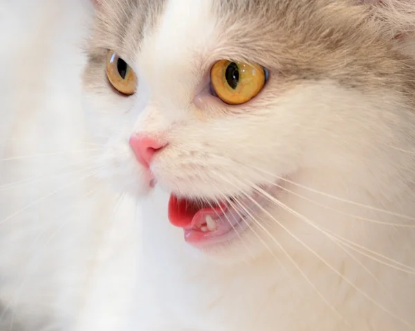 Rozzlobená kočka — Stock fotografie