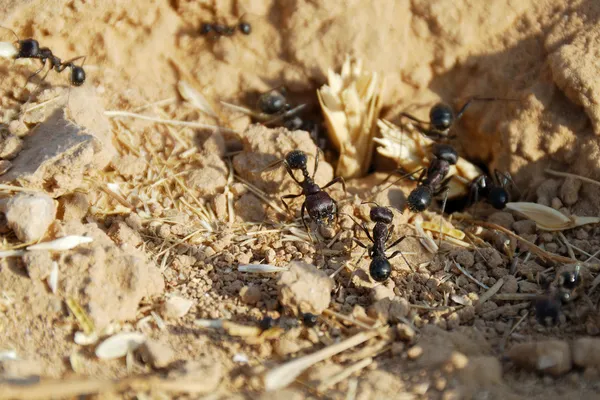 Las hormigas se acercan — Foto de Stock