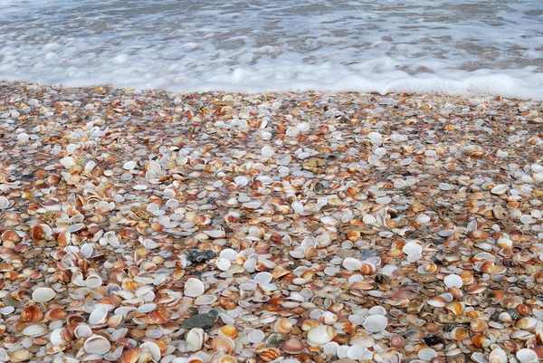 Le rivage de Seashell . — Photo