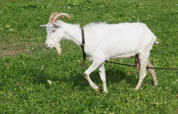 Biały koza na pastwisku z zielonej trawie — Zdjęcie stockowe