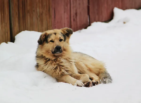 Stray dog with sad eyes on snow — Zdjęcie stockowe