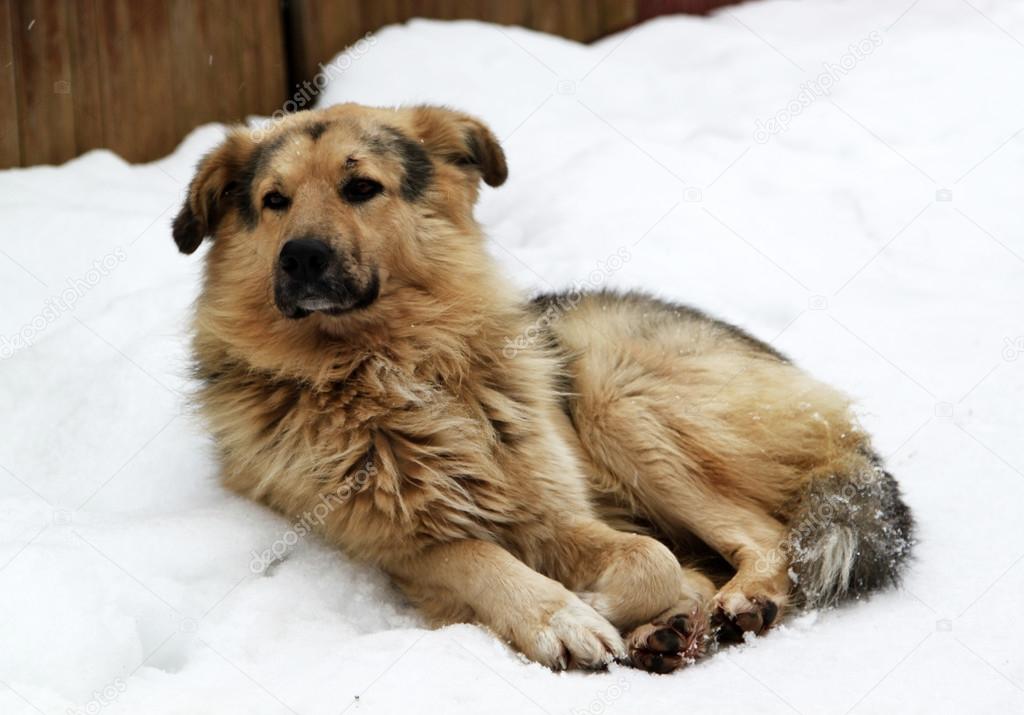 Stray dog with sad eyes on snow