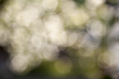 soyut bokeh etkisi ile güzel doğal arka plan bulanık.