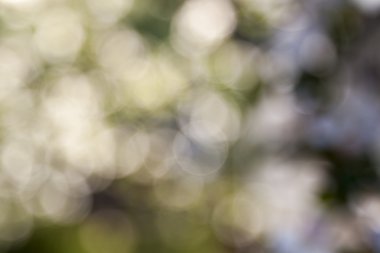 soyut bokeh etkisi ile güzel doğal arka plan bulanık.