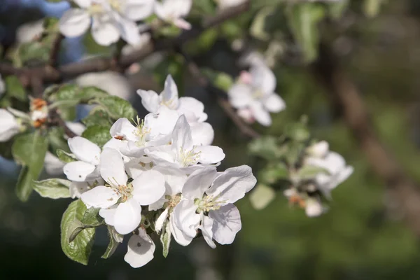 Fleurs blanches de pommier — Photo