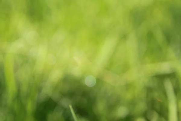 Abstract green beautiful natural background — Stock Photo, Image