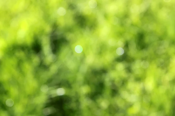 Abstract green blurred natural background — Stock Photo, Image