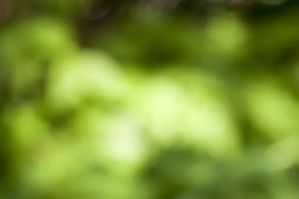 Verde naturale sfondo sfocato — Foto Stock