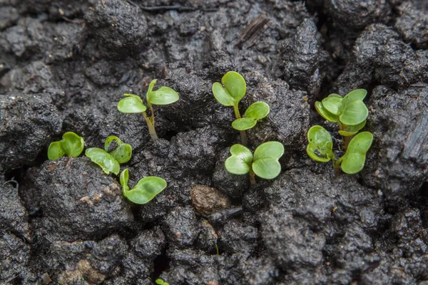 Jonge zaailingen van radijs groeien op bed — Stockfoto