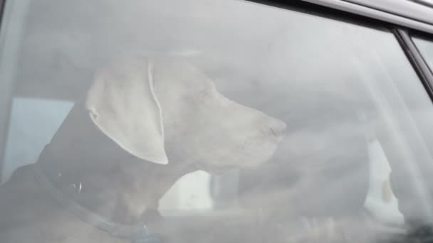 犬は震え、ロックされた車の中で一人で残る。車に閉じ込められたペットを残すことは決して安全ではない. — ストック動画