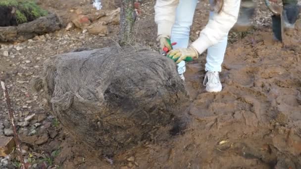 Girl removes transportation wire from earthen lump at roots with side cutter — 비디오