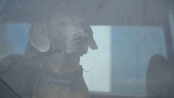 El perro tiembla y se queda solo en el coche cerrado. Dejar a las mascotas encerradas en los coches nunca es seguro. — Vídeo de stock