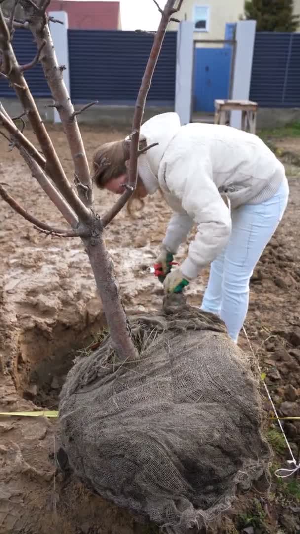 Girl prepares apple tree for planting and removes transportation wire from earthen lump at roots — Vídeo de stock