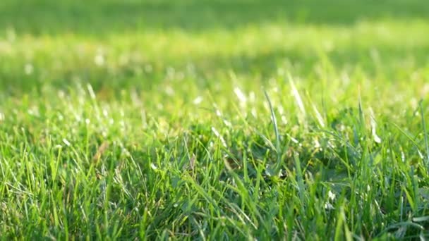 Vind grönt gräs närbild. Naturligt ängsgräs långsamt svajade av vind blåser i parken — Stockvideo