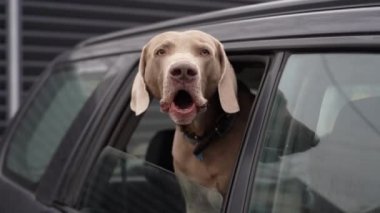 Blue-haired short-haired weimaraner dog looks out of car window and barks
