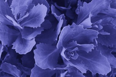 Moda menekşe renginde güzel yapraklar 2022 yılının çok Peri renginde arkaplan oluşturur