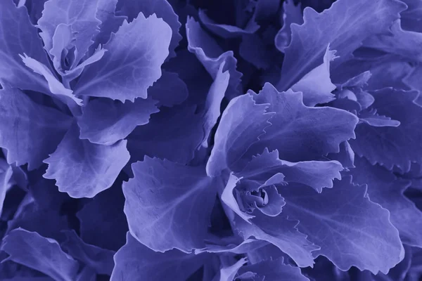 Moda menekşe renginde güzel yapraklar 2022 yılının çok Peri renginde arkaplan oluşturur