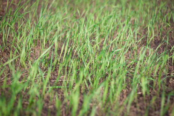 Grünes Gras Stockbild