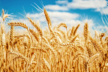 Gold wheat field and blue sky clipart