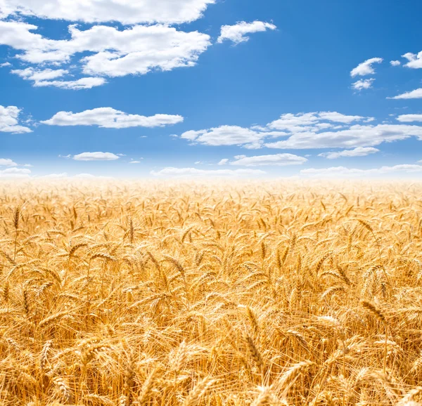 Altın buğday tarlası ve mavi gökyüzü