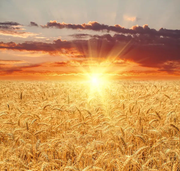 Campo de trigo dourado e céu azul — Fotografia de Stock