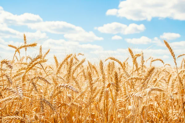 Zlaté pšeničné pole a modré nebe — Stock fotografie