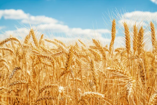Altın buğday tarlası ve mavi gökyüzü