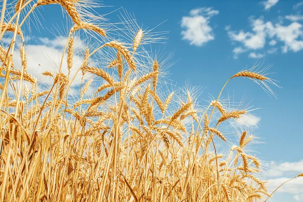 Altın buğday tarlası ve mavi gökyüzü — Stok fotoğraf