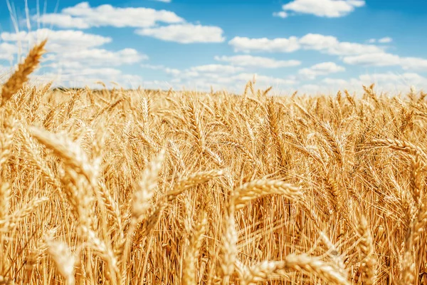 Altın buğday tarlası ve mavi gökyüzü — Stok fotoğraf