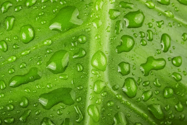 Folha verde com gotas de água perto — Fotografia de Stock