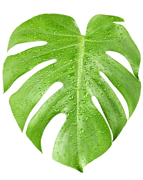 Folha verde grande da planta de Monstera com gotas de água isoladas no branco — Fotografia de Stock