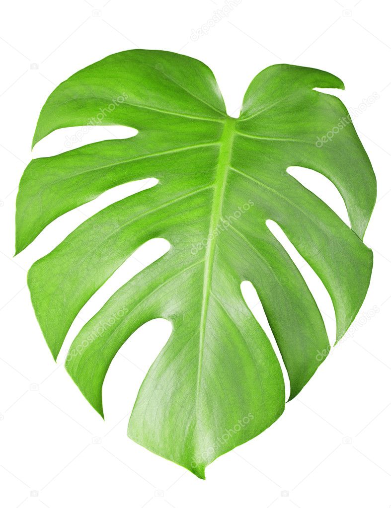 Big green leaf of Monstera plant with water drops isolated on white