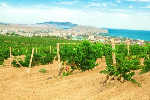 Ineyard landscape in mountains on the seashore — Stock Photo, Image