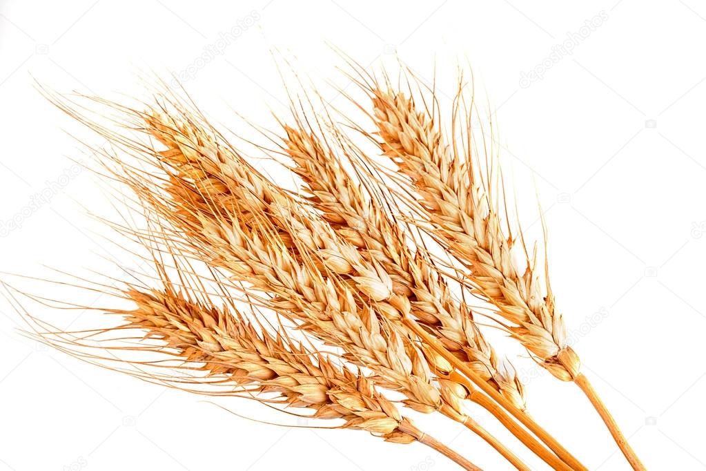 Wheat cones isolated on white background