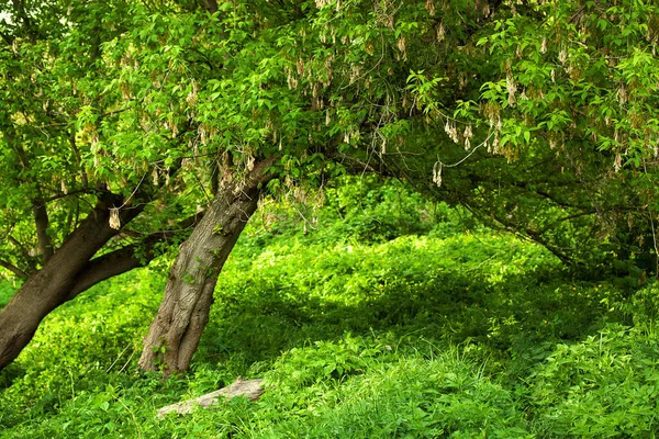 Prairie printanière avec grand arbre aux feuilles vertes fraîches — Photo