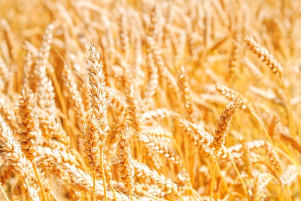 Campo di grano dorato — Foto Stock