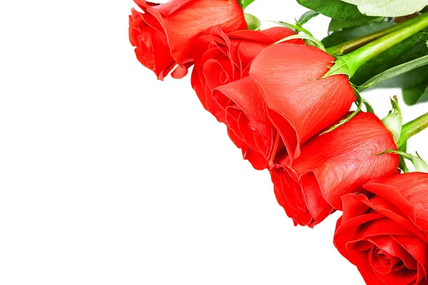 Red roses on the white background — Stock Photo, Image