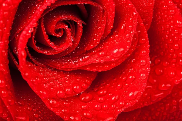 Röd ros med bevattna tappar. mjukt fokus — Stockfoto