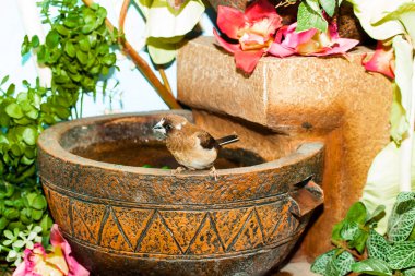 rengarenk papağan kuş